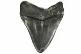 Bargain, 4.64" Fossil Megalodon Tooth - South Carolina - #131885-2